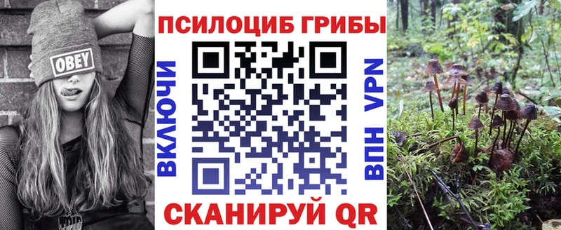 Купить закладки  Шенкурск  Псилоцибиновые грибы мицелий 